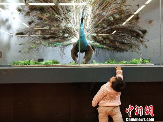 圖為展覽現(xiàn)場?！『h航 攝