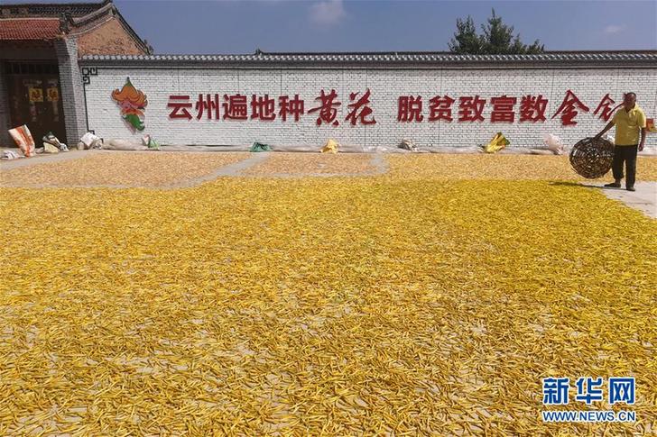 （在習近平新時代中國特色社會主義思想指引下&mdash;&mdash;新時代新作為新篇章&middot;鄉(xiāng)村振興戰(zhàn)略&middot;圖文互動）（2）一株忘憂草，萬家喜眉梢&mdash;&mdash;山西省大同市云州區(qū)黃花產業(yè)扶貧觀察