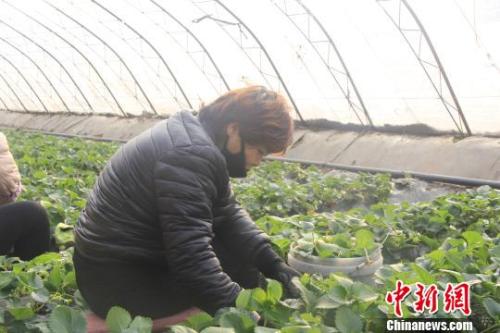 正值隆冬時(shí)節(jié)，山西省長治市長子縣天寒地凍，最低氣溫已有零下十幾度，當(dāng)?shù)氐氖卟舜笈飪?nèi)卻&ldquo;春意盎然&rdquo;、生機(jī)勃勃?！⊥蹙S寧 攝