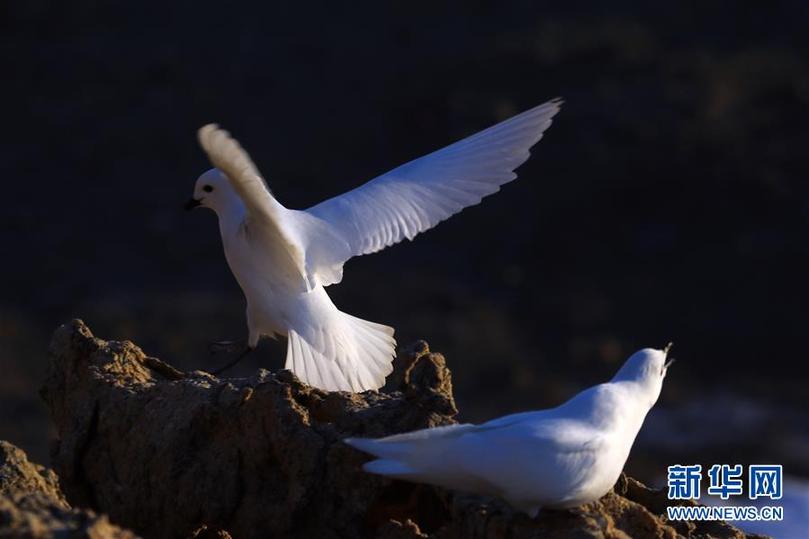 （第35次南極科考&middot;圖文互動(dòng)）（1）中國首次利用紅外相機(jī)自動(dòng)監(jiān)測南極雪海燕