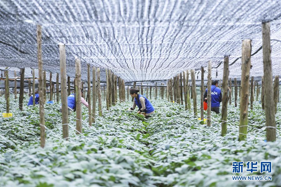 （在習(xí)近平新時(shí)代中國(guó)特色社會(huì)主義思想指引下&mdash;&mdash;新時(shí)代新作為新篇章&middot;圖文互動(dòng)）（3）紅土高原上掀起&ldquo;綠色旋風(fēng)&rdquo; 