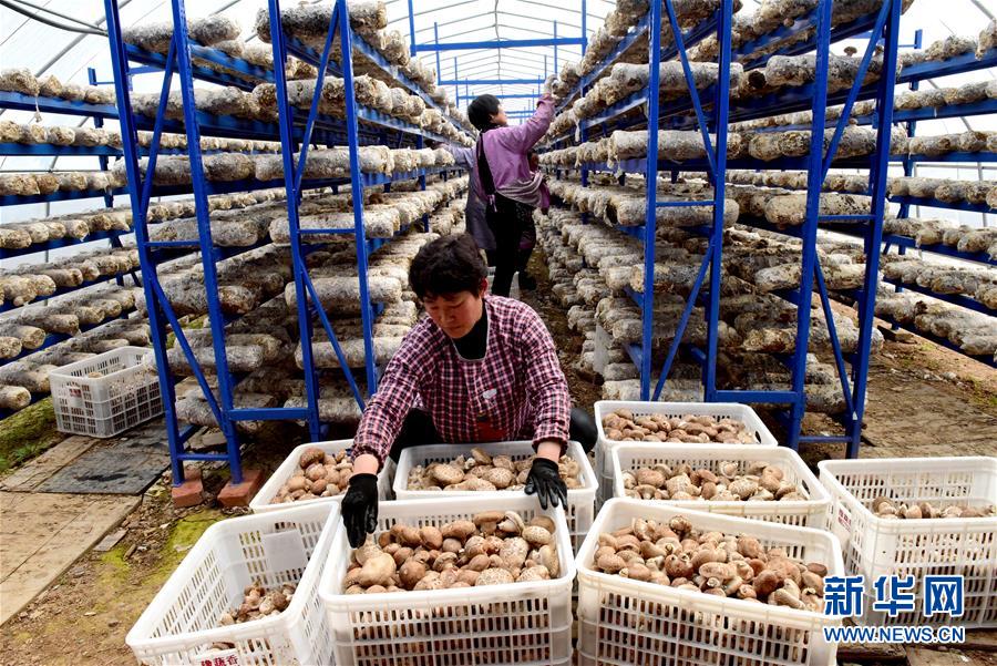 (走基層 聽(tīng)民聲)(1)河南汝陽(yáng):特色產(chǎn)業(yè)助力精準(zhǔn)脫貧