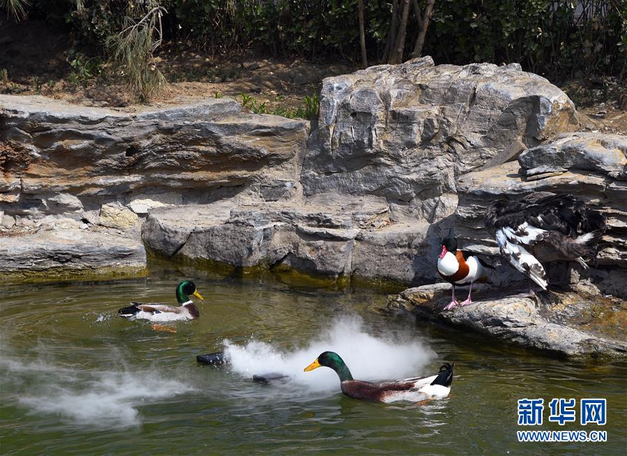 （壯麗70年 奮斗新時(shí)代&mdash;&mdash;推動高質(zhì)量發(fā)展調(diào)研行&middot;圖文互動）（1）北京&ldquo;三老&rdquo;現(xiàn)象透視