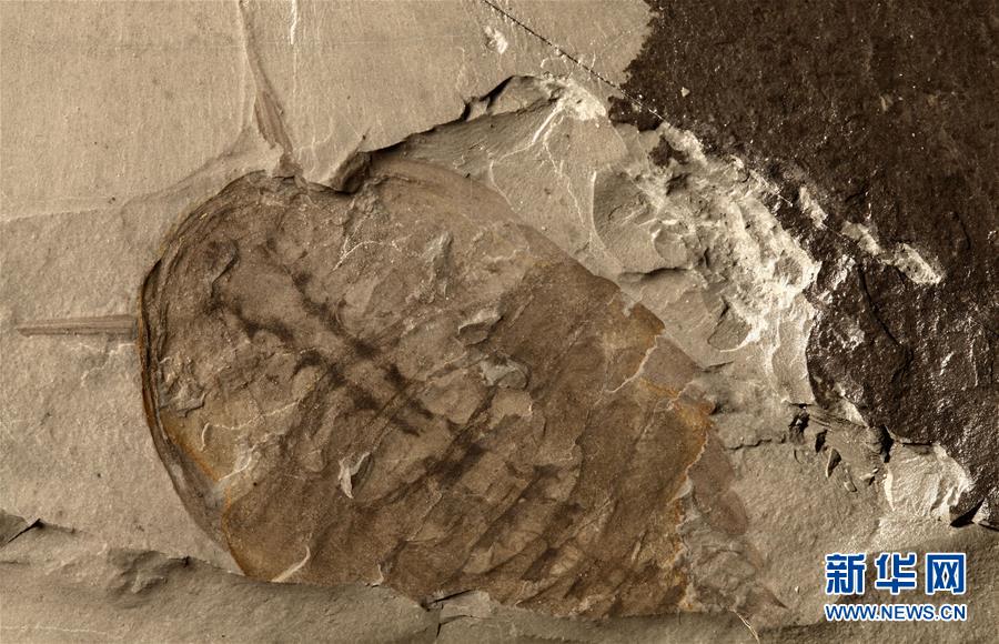 （新華全媒頭條&middot;圖文互動(dòng)）（10）探尋5億年前&ldquo;生命大爆炸&rdquo;之奧秘&mdash;&mdash;中國(guó)科學(xué)家發(fā)現(xiàn)寒武紀(jì)&ldquo;化石寶庫(kù)&rdquo;清江生物群紀(jì)實(shí)