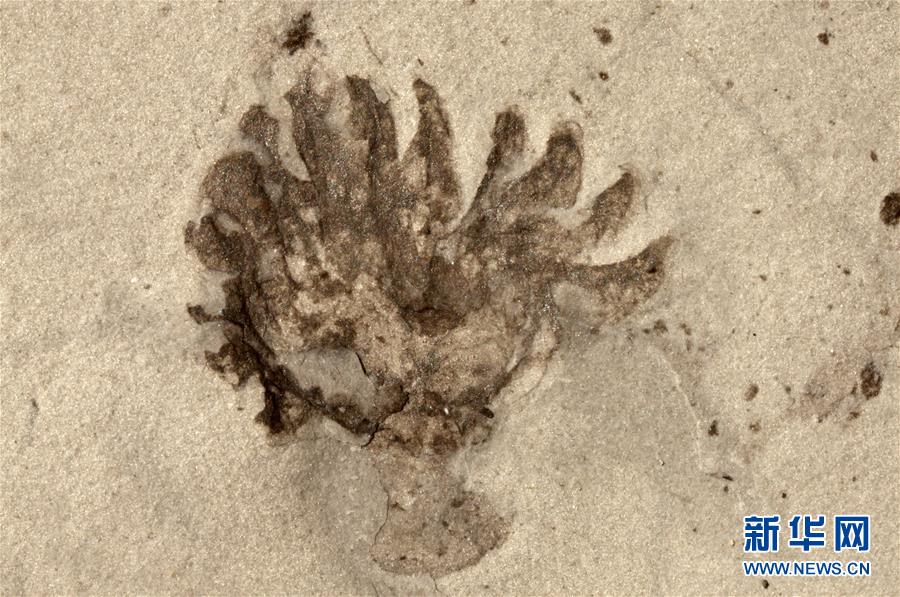 （新華全媒頭條&middot;圖文互動(dòng)）（9）探尋5億年前&ldquo;生命大爆炸&rdquo;之奧秘&mdash;&mdash;中國(guó)科學(xué)家發(fā)現(xiàn)寒武紀(jì)&ldquo;化石寶庫(kù)&rdquo;清江生物群紀(jì)實(shí)