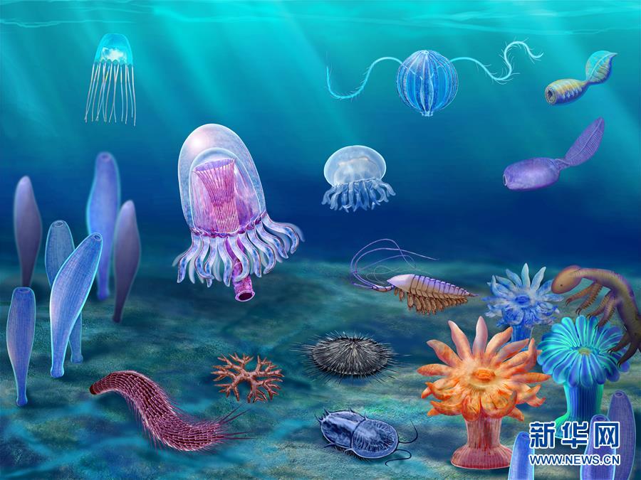 （新華全媒頭條&middot;圖文互動(dòng)）（15）探尋5億年前&ldquo;生命大爆炸&rdquo;之奧秘&mdash;&mdash;中國(guó)科學(xué)家發(fā)現(xiàn)寒武紀(jì)&ldquo;化石寶庫(kù)&rdquo;清江生物群紀(jì)實(shí)