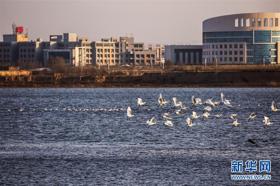 （生態(tài)文明建設(shè)&middot;圖文互動）（6）從亂河灘到&ldquo;鳥的天堂&rdquo;&mdash;&mdash;一名攝影師鏡頭里的&ldquo;生態(tài)變奏曲&rdquo;
