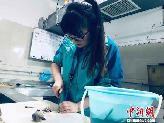 于雅麗在餌料操作間，準(zhǔn)備著動(dòng)物們的食物。　艾慶龍 攝