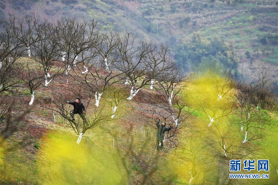 （在習(xí)近平新時(shí)代中國(guó)特色社會(huì)主義思想指引下&mdash;&mdash;新時(shí)代新作為新篇章）（8）重慶巫山：&ldquo;生態(tài)寶貝&rdquo;變身&ldquo;搖錢樹(shù)&rdquo;
