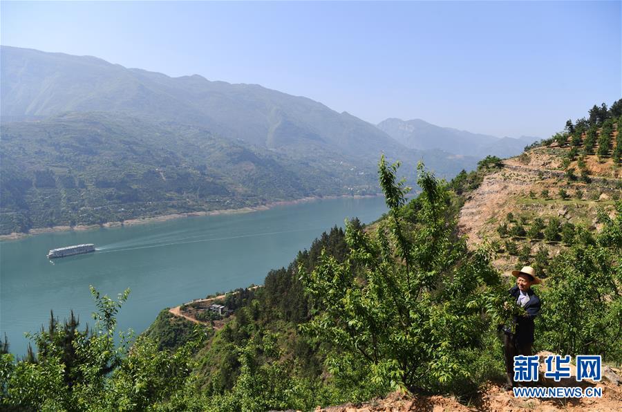 （在習(xí)近平新時(shí)代中國特色社會主義思想指引下&mdash;&mdash;新時(shí)代新作為新篇章）（12）重慶巫山：&ldquo;生態(tài)寶貝&rdquo;變身&ldquo;搖錢樹&rdquo;