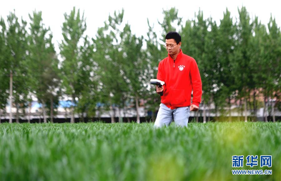 （新華全媒頭條&middot;愛國(guó)情 奮斗者&middot;圖文互動(dòng)）（5）把論文寫在祖國(guó)的大地上&mdash;&mdash;中國(guó)農(nóng)業(yè)大學(xué)46年扎根河北曲周服務(wù)鄉(xiāng)村振興紀(jì)實(shí)