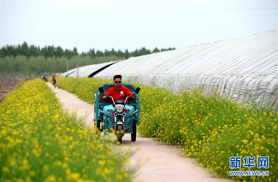 （新華全媒頭條&middot;愛國(guó)情 奮斗者&middot;圖文互動(dòng)）（6）把論文寫在祖國(guó)的大地上&mdash;&mdash;中國(guó)農(nóng)業(yè)大學(xué)46年扎根河北曲周服務(wù)鄉(xiāng)村振興紀(jì)實(shí)