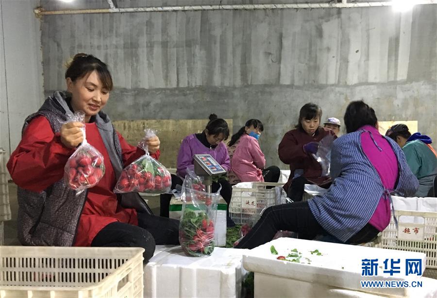 （在習近平新時代中國特色社會主義思想指引下&mdash;&mdash;新時代新作為新篇章&middot;圖文互動）（2）牡丹江：小果蔬透著三種&ldquo;范兒&rdquo;