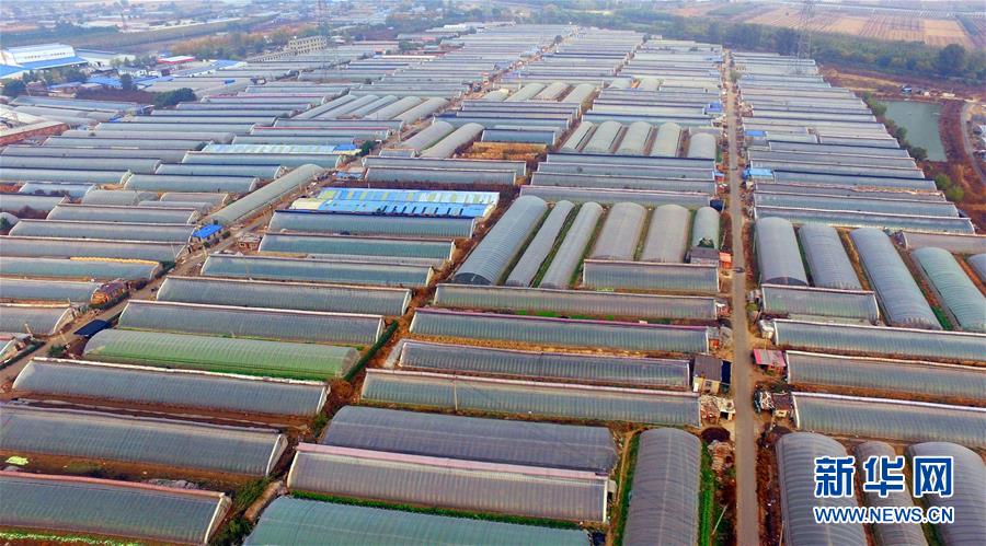 （新華全媒頭條&middot;圖文互動(dòng)）（4）和蔬菜&ldquo;說話&rdquo;的人&mdash;&mdash;中國(guó)工程院院士李天來的&ldquo;棚菜人生&rdquo;