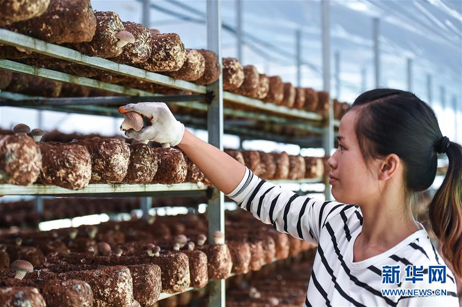 （壯麗70年&middot;奮斗新時(shí)代&mdash;&mdash;共和國發(fā)展成就巡禮&middot;圖文互動）（8）多彩貴州闖新路