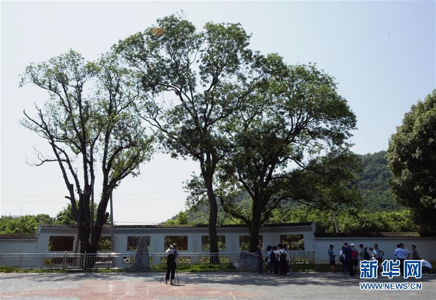 （壯麗70年&middot;奮斗新時(shí)代&mdash;&mdash;記者再走長征路&middot;圖文互動(dòng)）（6）&ldquo;紅軍樹&rdquo;下憶初心、守初心