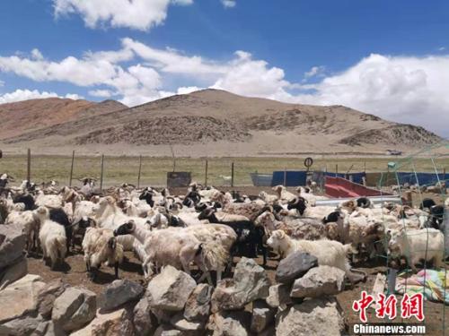 圖為羊群正從羊圈里出來。 謝藝觀 攝