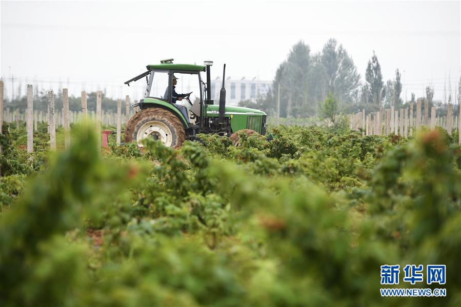 （壯麗70年&middot;奮斗新時(shí)代&mdash;&mdash;共和國(guó)發(fā)展成就巡禮&middot;圖文互動(dòng)）（10）生態(tài)美、百姓富&mdash;&mdash;品讀嶄新&ldquo;寧夏畫卷&rdquo;