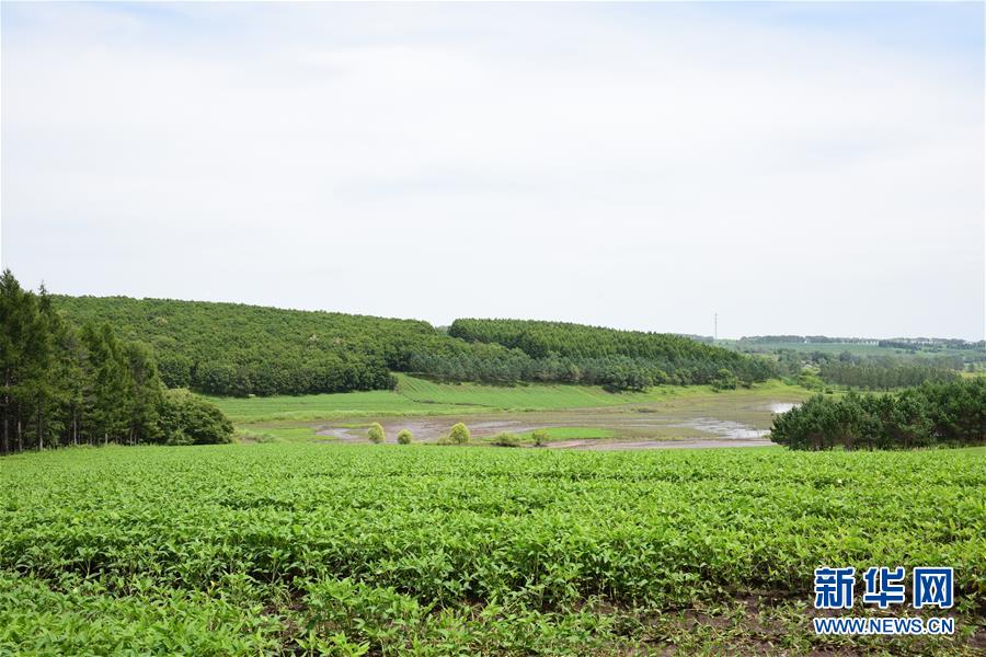 （在習(xí)近平新時(shí)代中國(guó)特色社會(huì)主義思想指引下&mdash;&mdash;新時(shí)代新作為新篇章&middot;圖文互動(dòng)）（2）向林木要錢，讓綠樹生金&mdash;&mdash;黑龍江省拜泉縣發(fā)展綠色經(jīng)濟(jì)助脫貧