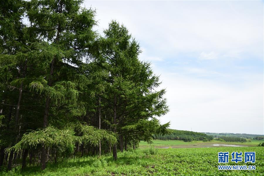 （在習(xí)近平新時(shí)代中國(guó)特色社會(huì)主義思想指引下&mdash;&mdash;新時(shí)代新作為新篇章&middot;圖文互動(dòng)）（1）向林木要錢，讓綠樹生金&mdash;&mdash;黑龍江省拜泉縣發(fā)展綠色經(jīng)濟(jì)助脫貧