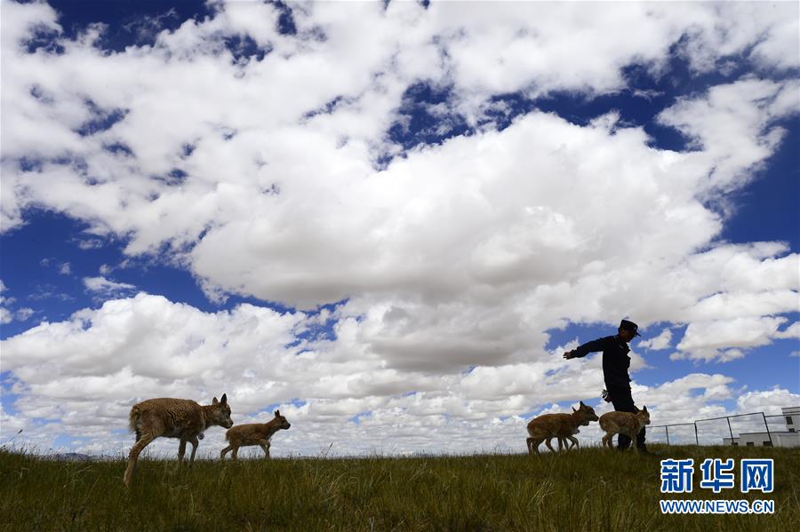 （今日關注&middot;第一屆國家公園論壇&middot;圖文互動）（5）首個國家公園什么樣？專家?guī)阆?ldquo;睹&rdquo;為快