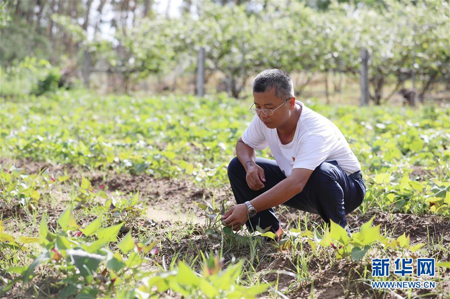 （不忘初心、牢記使命&middot;圖文互動）（4）&ldquo;上天入地&rdquo;也要帶領鄉(xiāng)親脫貧&mdash;&mdash;記廣東那毛村駐村第一書記彭彬