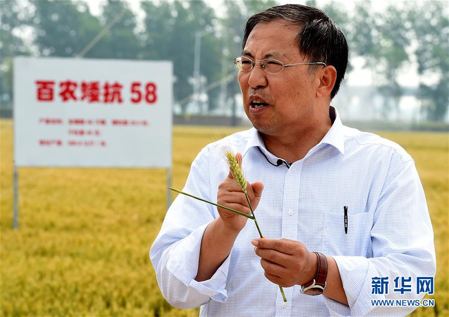 （新華全媒頭條&middot;圖文互動(dòng)）（15）大國糧倉的新時(shí)代交響&mdash;&mdash;河南農(nóng)業(yè)70年觀察