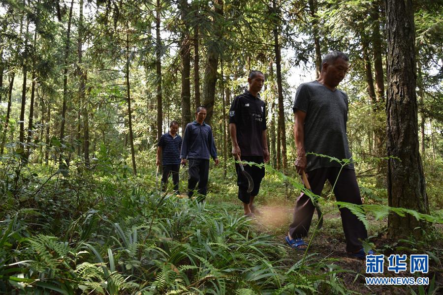 （愛國情 奮斗者&middot;圖文互動）（1）貴州印江高石坎護(hù)林隊：半輩子，以林場為家