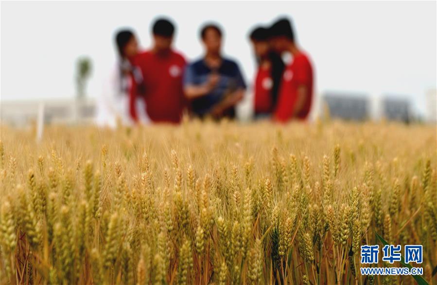 （在習(xí)近平新時代中國特色社會主義思想指引下&mdash;&mdash;新時代新作為新篇章&middot;總書記關(guān)心的百姓身邊事&middot;圖文互動）（2）&ldquo;農(nóng)&rdquo;字頭照樣&ldquo;大&rdquo;作為&mdash;&mdash;豐收時節(jié)看涉農(nóng)高校人才在希望的田野