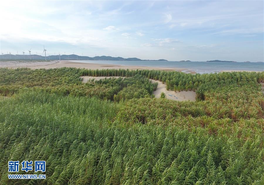 （不忘初心、牢記使命&middot;圖文互動）（2）拳拳寸草心 濃濃報國情&mdash;&mdash;記&ldquo;菌草之父&rdquo;林占熺