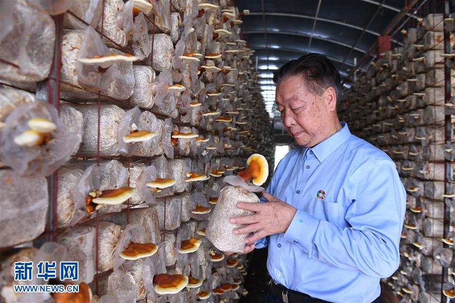 （不忘初心、牢記使命&middot;圖文互動）（1）拳拳寸草心 濃濃報國情&mdash;&mdash;記&ldquo;菌草之父&rdquo;林占熺