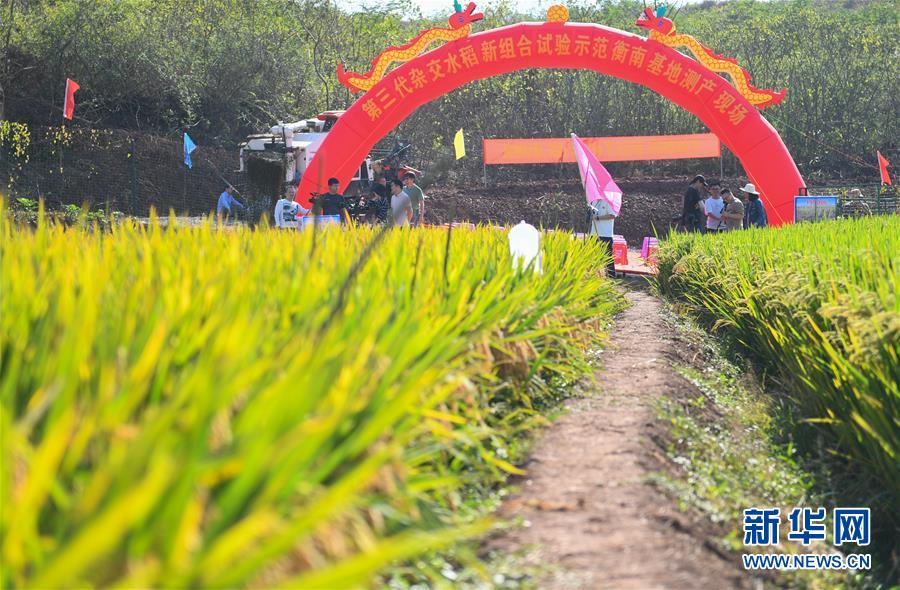 （圖文互動(dòng)）（1）1046.3公斤！袁隆平第三代雜交水稻首次公開測產(chǎn)