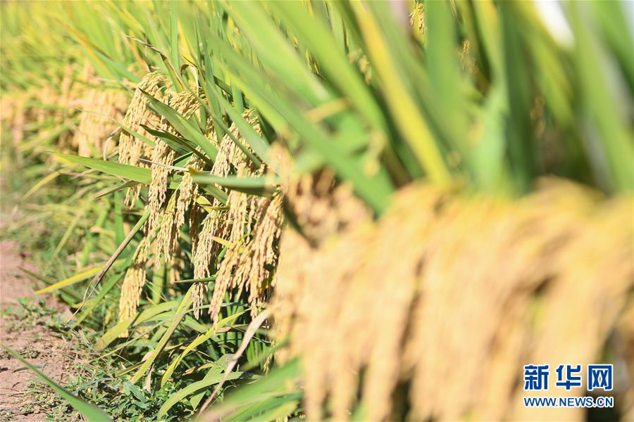 （圖文互動）（8）1046.3公斤！袁隆平第三代雜交水稻首次公開測產(chǎn)