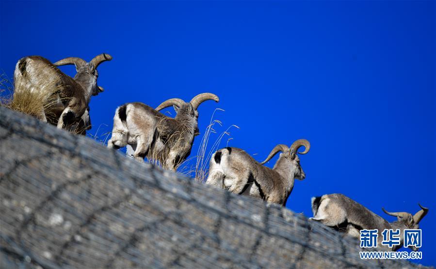 （行走中國&middot;圖文互動(dòng)）（5）青海三江源：在&ldquo;神山圣湖&rdquo;間尋覓&ldquo;高原精靈&rdquo;