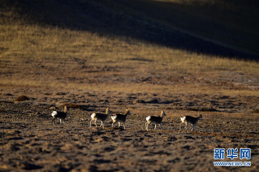 （行走中國&middot;圖文互動(dòng)）（7）青海三江源：在&ldquo;神山圣湖&rdquo;間尋覓&ldquo;高原精靈&rdquo;