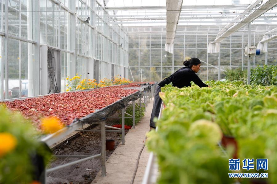 （新華全媒頭條&middot;圖文互動(dòng)）（13）格?；ㄩ_滿天路&mdash;&mdash;寫在川藏公路通車65周年之際