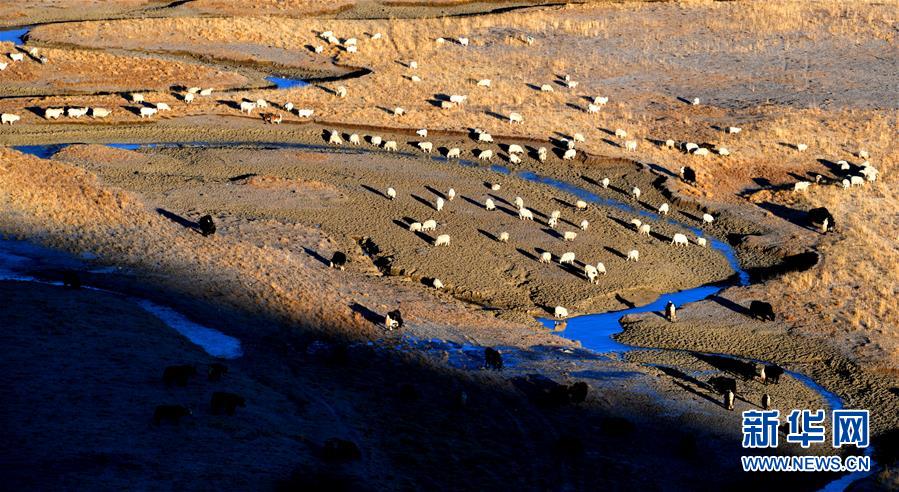 （新華全媒頭條&middot;圖文互動(dòng)）（15）格?；ㄩ_滿天路&mdash;&mdash;寫在川藏公路通車65周年之際