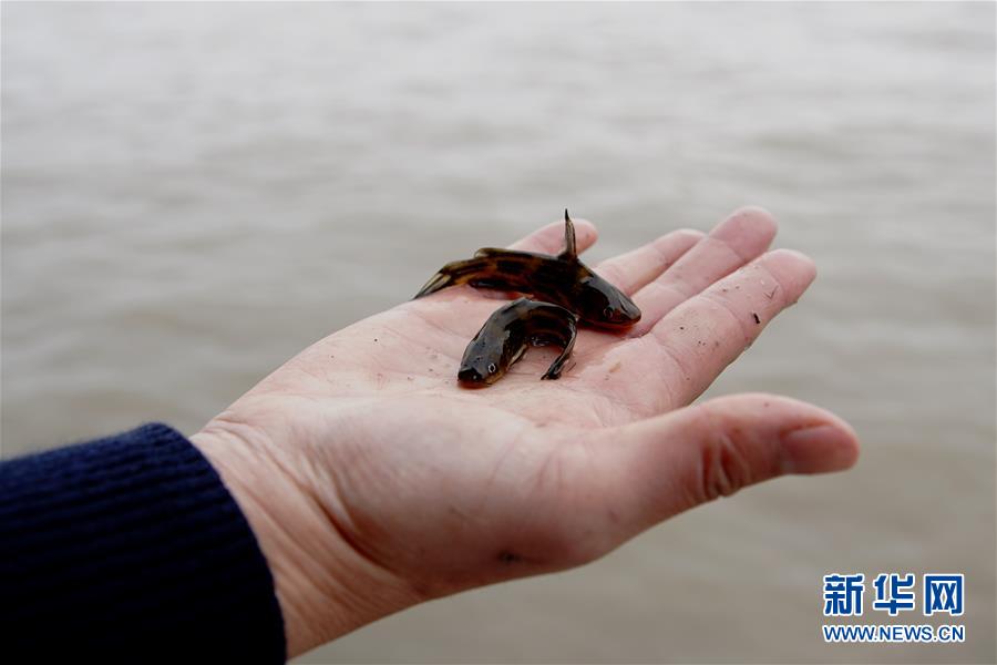 （圖文互動）（3）長江口生態(tài)修復見成效 水下長出147公里&ldquo;人工魚礁&rdquo; 