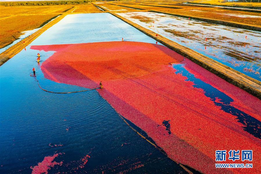 （脫貧攻堅&middot;圖文互動）（2）中國東極故事之五：蔓越莓為什么這樣紅？