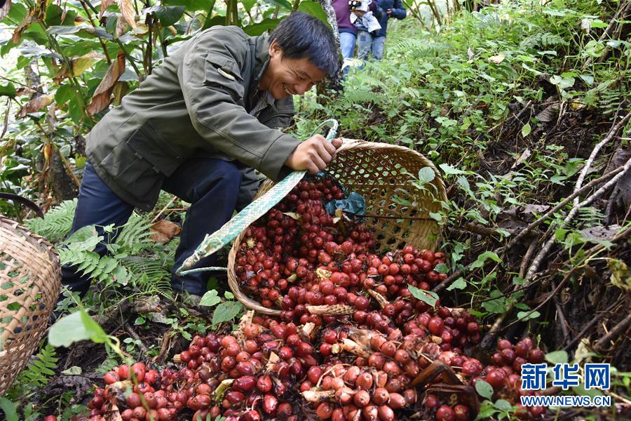 (在習(xí)近平新時代中國特色社會主義思想指引下——新時代新作為新篇章·總書記關(guān)切脫貧事·決勝貧困·圖文互動)(5)讓一方水土“富養(yǎng)”一方人——扶貧特色產(chǎn)業(yè)惠及千家萬戶