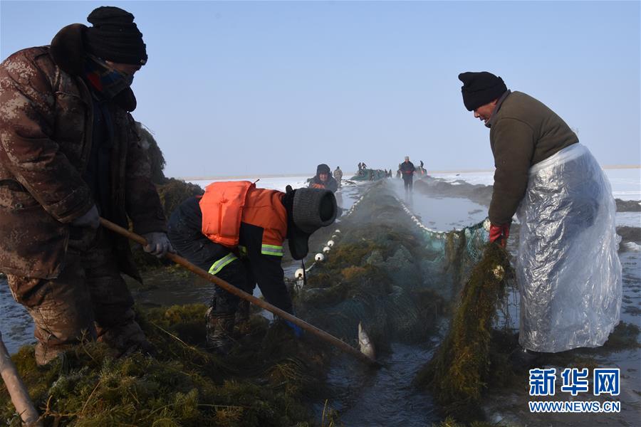 （新春走基層&middot;圖文互動(dòng)）（4）&ldquo;干活的人不會(huì)冷&rdquo;&mdash;&mdash;直擊新疆吉力湖冬捕現(xiàn)場