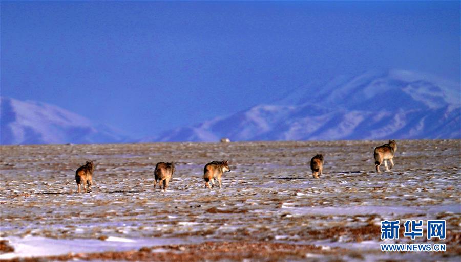 (圖文互動)(1)第二次青藏高原科考成果表明三江源生態(tài)持續(xù)向好