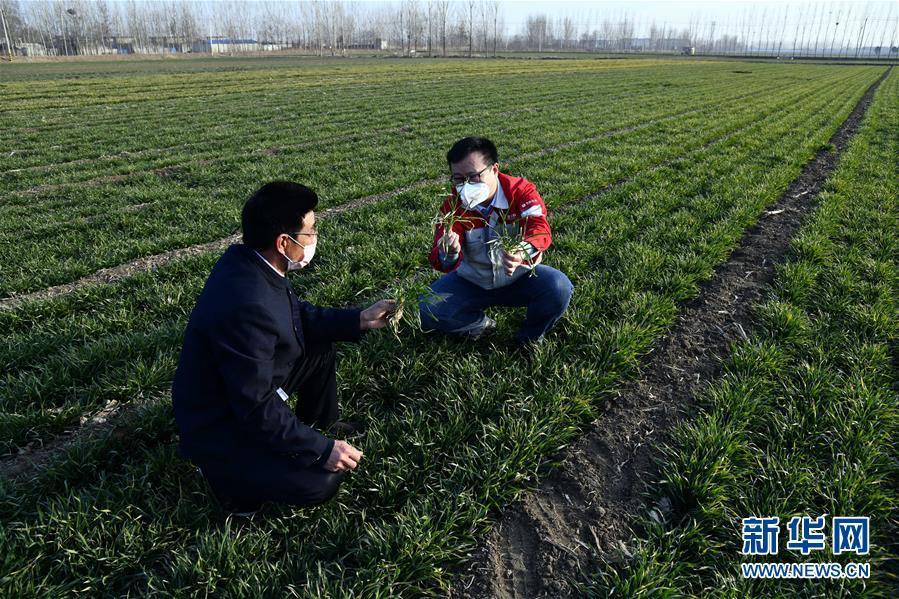 （圖文互動）（1）別樣的春耕&mdash;&mdash;來自農(nóng)業(yè)大省山東的春耕備耕見聞