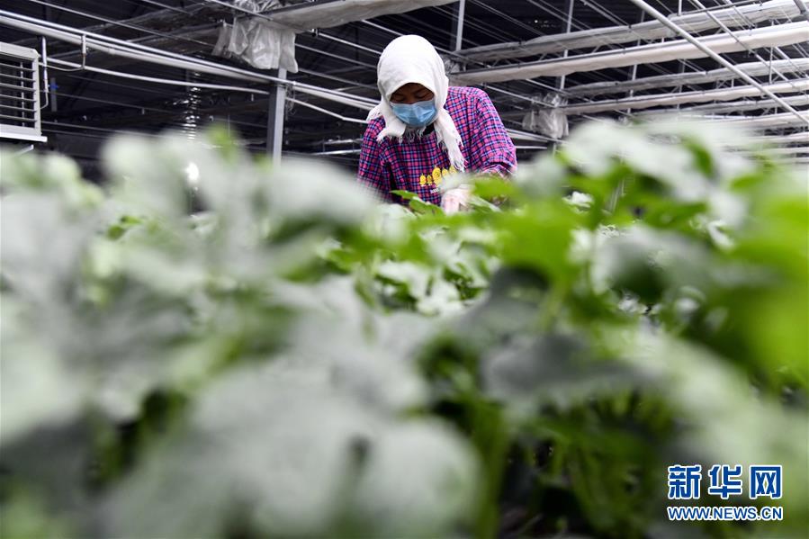 （圖文互動）（3）別樣的春耕&mdash;&mdash;來自農(nóng)業(yè)大省山東的春耕備耕見聞