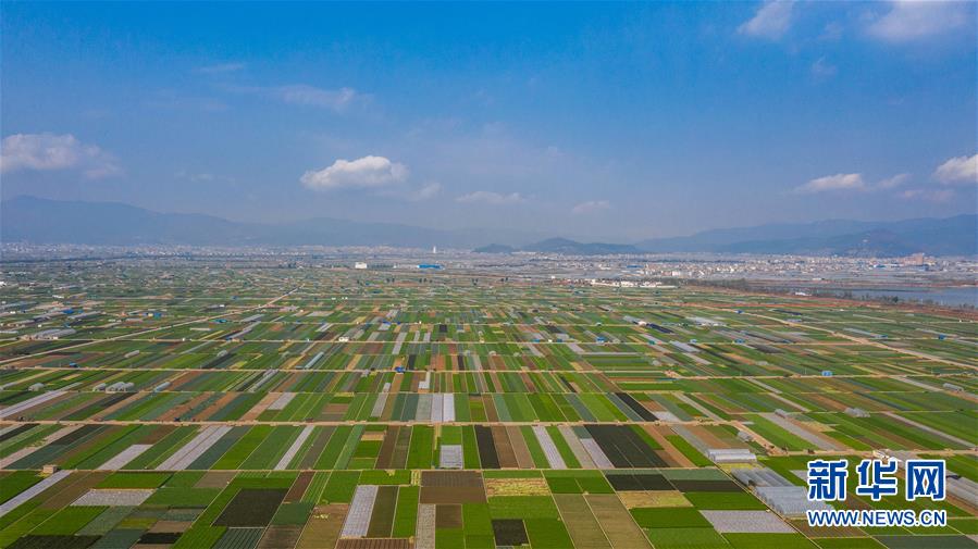 （抓好春耕備耕 穩(wěn)住農(nóng)業(yè)生產(chǎn)&middot;圖文互動）（5）&ldquo;栽種的是菜苗，收獲的是希望&rdquo;&mdash;&mdash;云南蔬菜集散地通?？h春耕見聞 