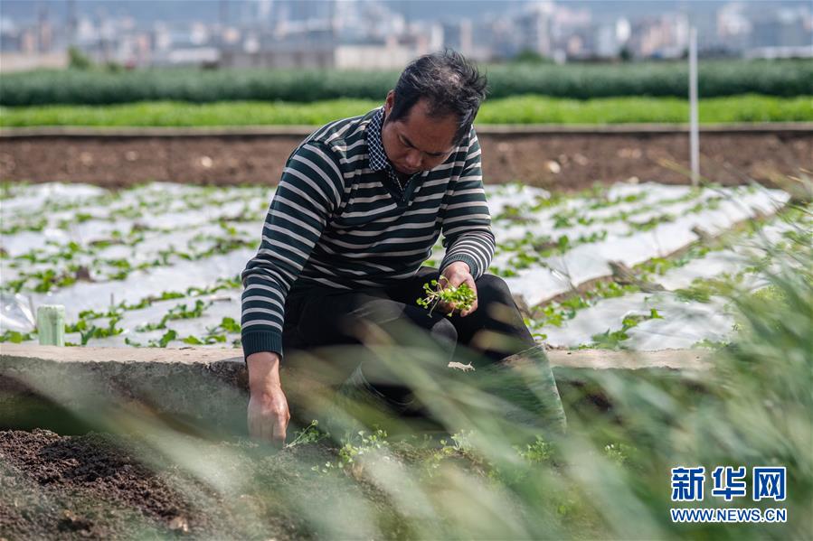 （抓好春耕備耕 穩(wěn)住農(nóng)業(yè)生產(chǎn)&middot;圖文互動）（3）&ldquo;栽種的是菜苗，收獲的是希望&rdquo;&mdash;&mdash;云南蔬菜集散地通?？h春耕見聞 