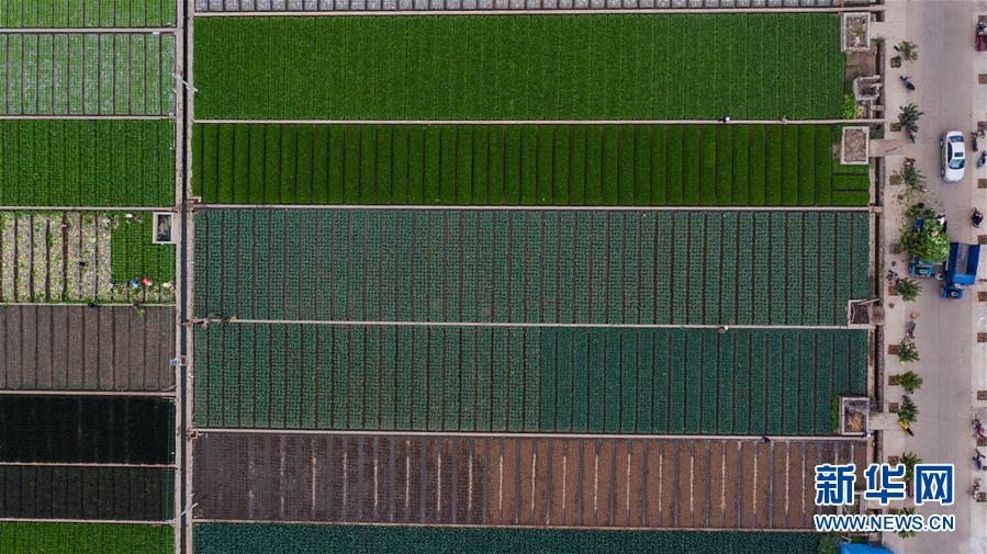 （抓好春耕備耕 穩(wěn)住農(nóng)業(yè)生產(chǎn)&middot;圖文互動）（1）&ldquo;栽種的是菜苗，收獲的是希望&rdquo;&mdash;&mdash;云南蔬菜集散地通海縣春耕見聞 