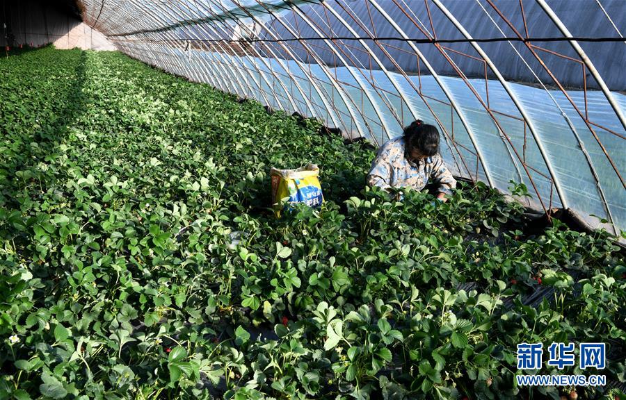 （在習近平新時代中國特色社會主義思想指引下&mdash;&mdash;新時代新作為新篇章&middot;習近平總書記關(guān)切事&middot;圖文互動）（3）戰(zhàn)&ldquo;疫&rdquo;要勁時，戰(zhàn)&ldquo;貧&rdquo;再加把勁！&mdash;&mdash;中央各部門助力脫貧攻堅很給力