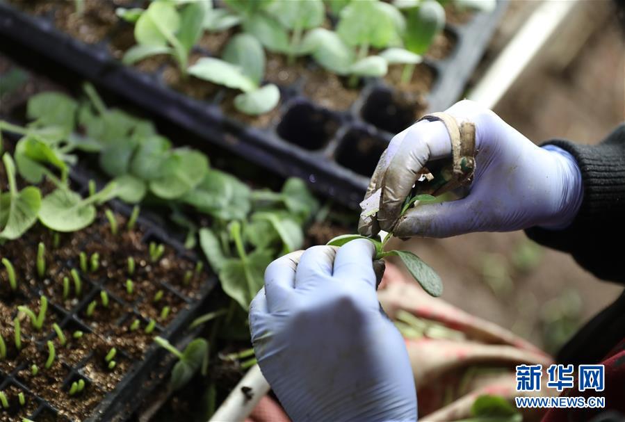 （新華全媒頭條&middot;圖文互動(dòng)）（4）春色最濃在田間&mdash;&mdash;來自全國春耕備耕的現(xiàn)場(chǎng)觀察