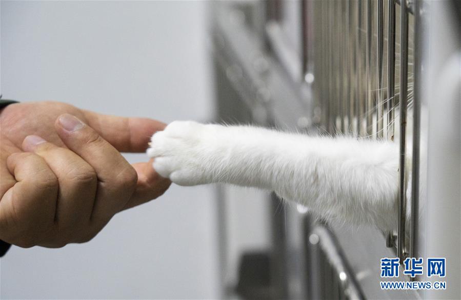 （聚焦疫情防控）（11）武漢：動(dòng)物醫(yī)院里的臨時(shí)&ldquo;奶爸&rdquo;